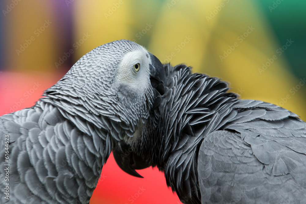 Obraz premium parrot bird