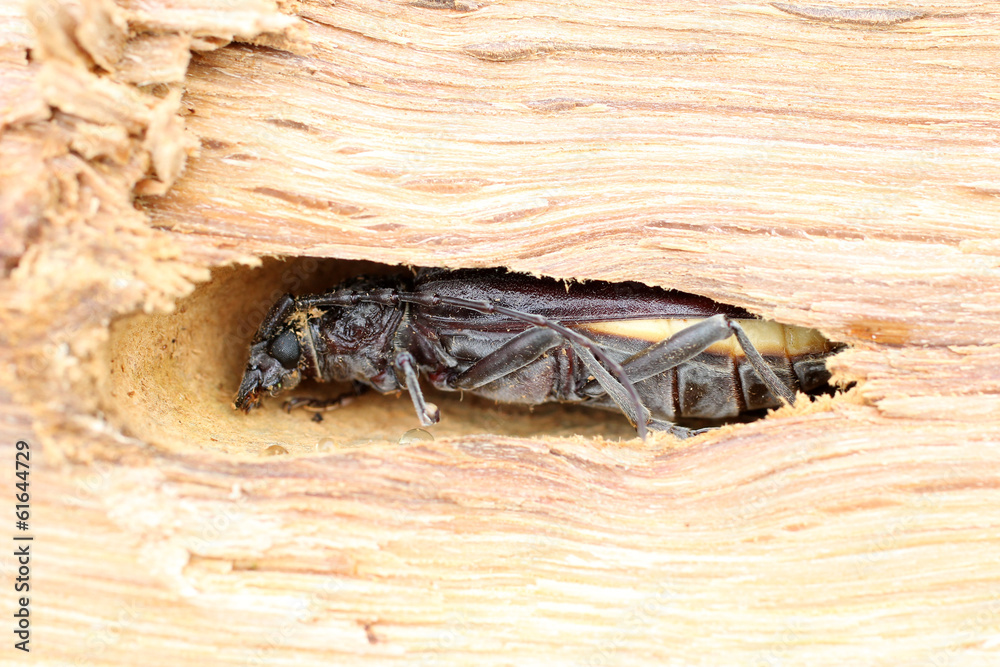 Insecte capricorne sur bois de chêne