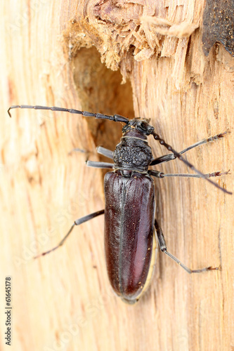 Insecte capricorne sur bois de chêne photo