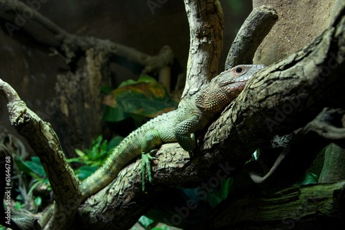 Caiman lizard lying on branch of tree © Nick Dale