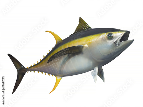 Yellowfin tuna in fast motion, isolated