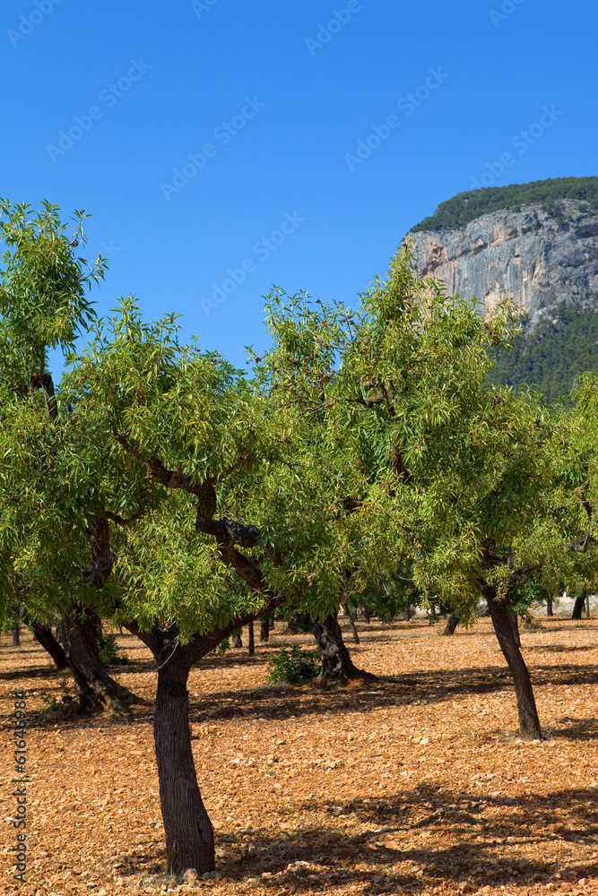 Fototapeta premium Olive trees