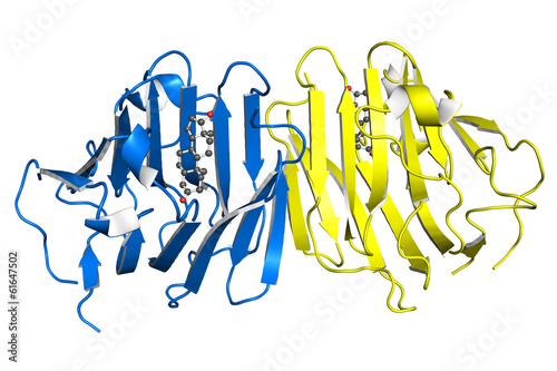 Testosterone-binding globulin protein