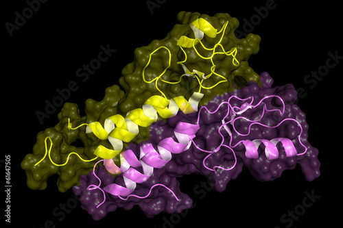 BRCA1 protein