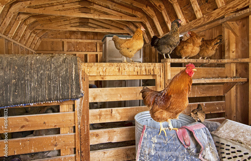 Fototapet Red rooster with hens inside a wooden barn