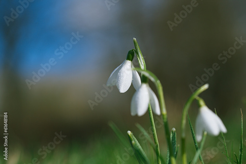 snowdrop flower soft focus, perfect for postcard