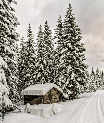 Old forest shanty in winter photo