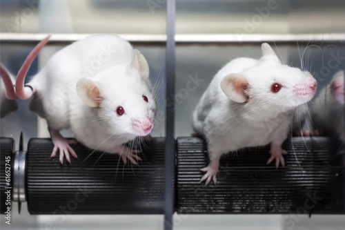 Laboratory mice in the experiment test.