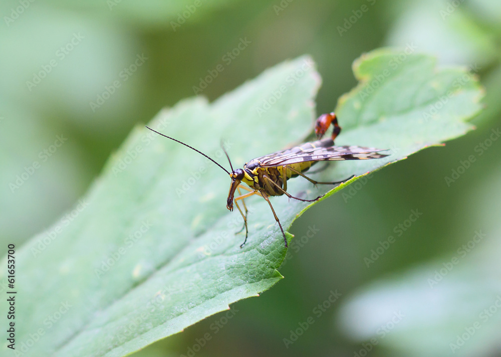Insect fly (Рапогра). Insect fly (Рапогра).