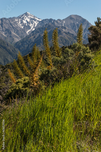alpine vegetation in New Zealand