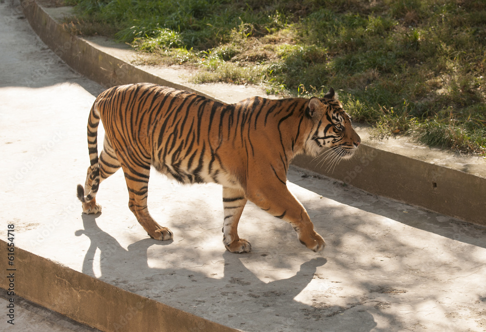 Fototapeta premium Malayan tiger