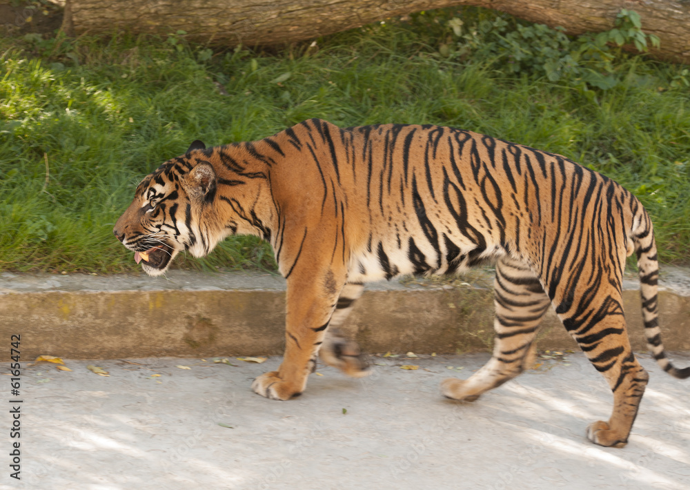Fototapeta premium Malayan tiger