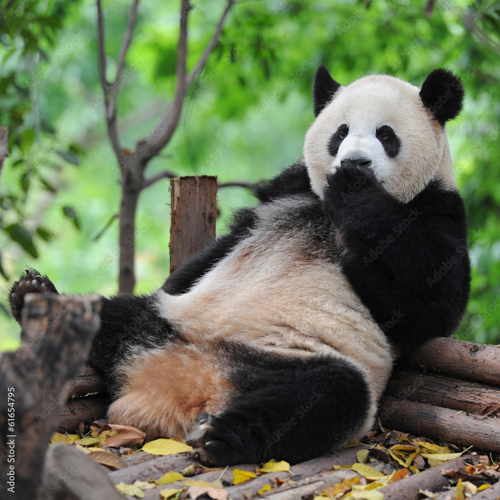 Obraz premium Panda bear sitting and relaxing