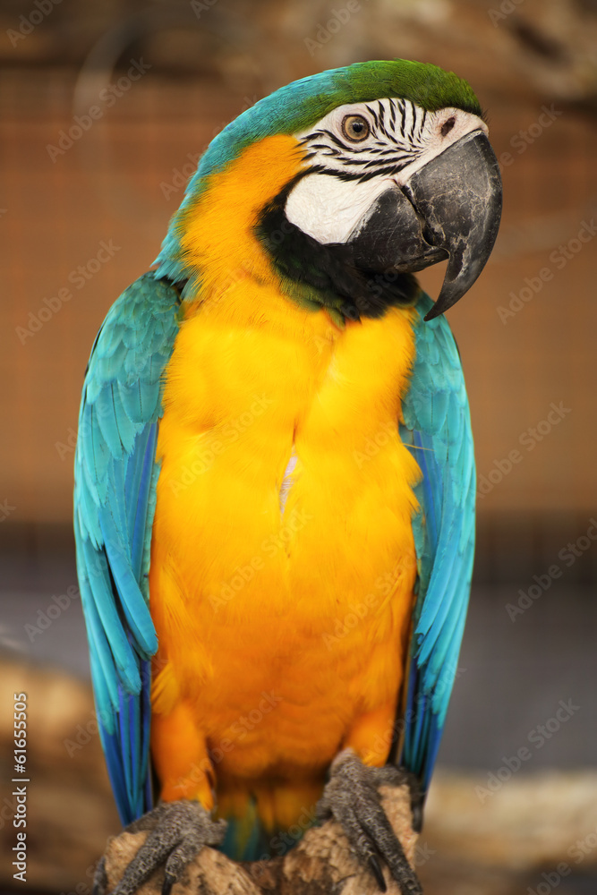 blue and yellow macaw i