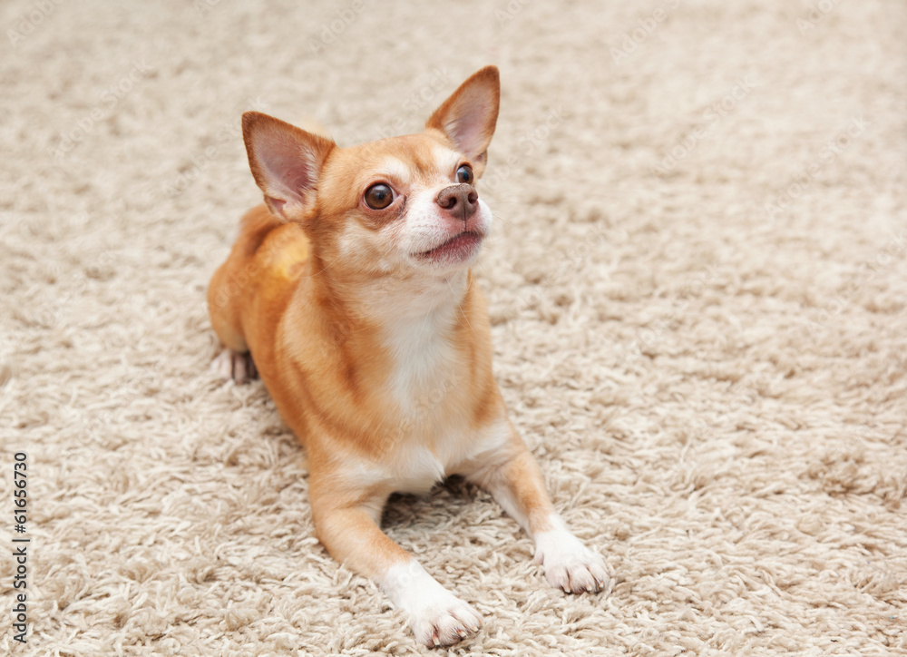 brown chihuahua dog sitting on the carpet brown chihuahua dog sitting on the carpet