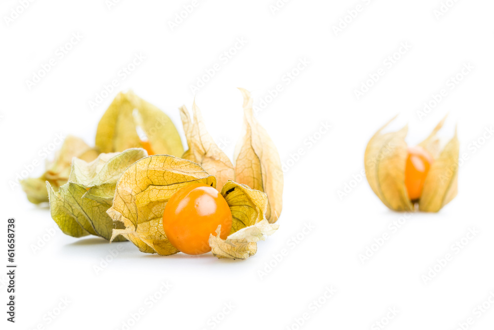 Physalis