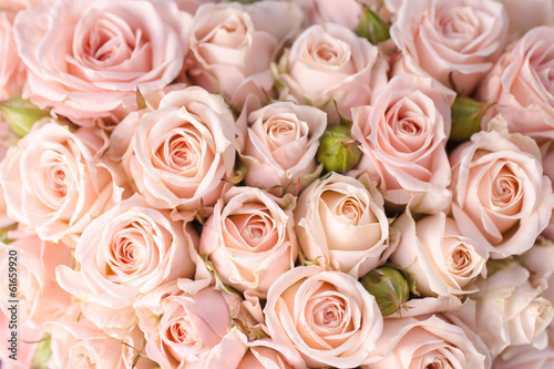 Bright pink roses background © popovich22