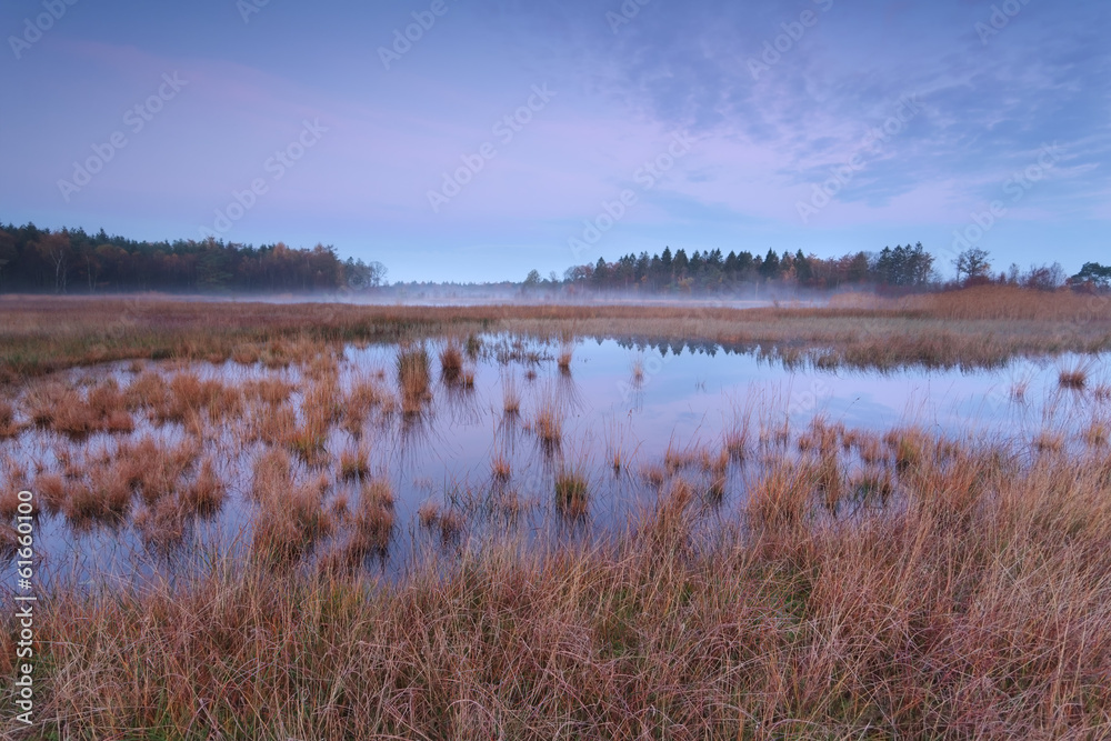 pink autumn sunrise over forest swamp