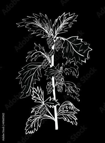 white nettle isolated on black background