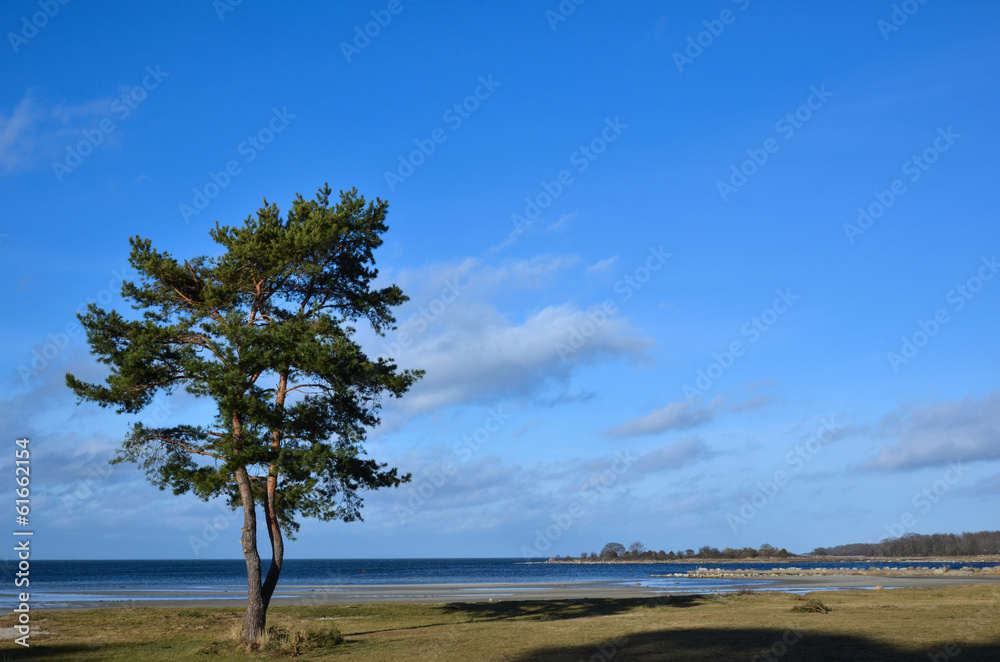 Obraz premium Lone coastal pine tree