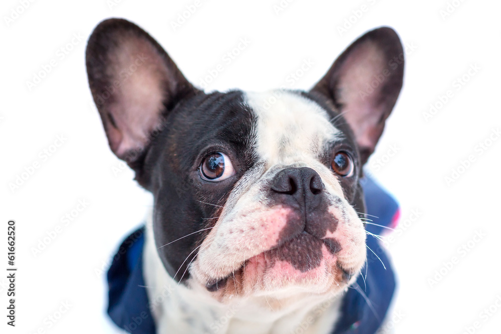 Portrait of french bulldog in winter jacket over white