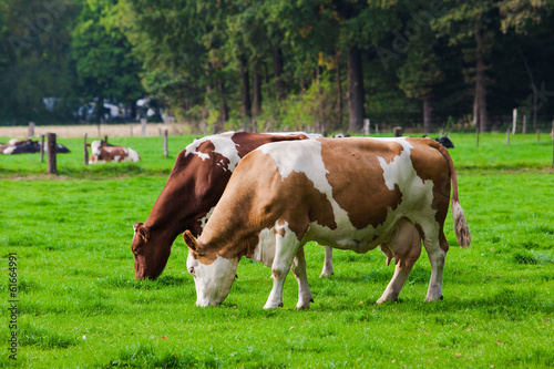 Cows on green meadow