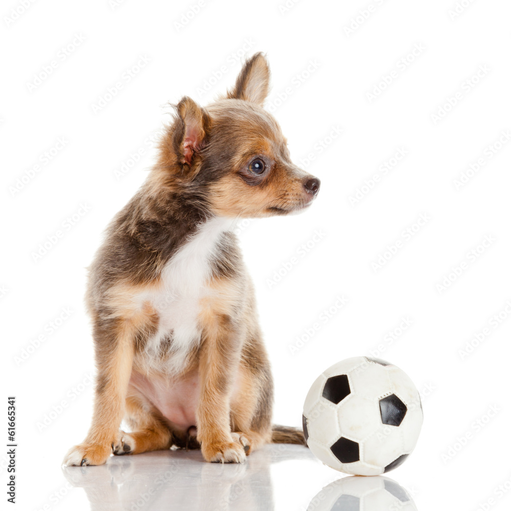 Obraz premium Chihuahua puppy isolated on white. Lovely puppy