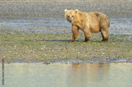 Fényképezés Grizzly Bear ( Urus arctos horribilis) walking on a beach