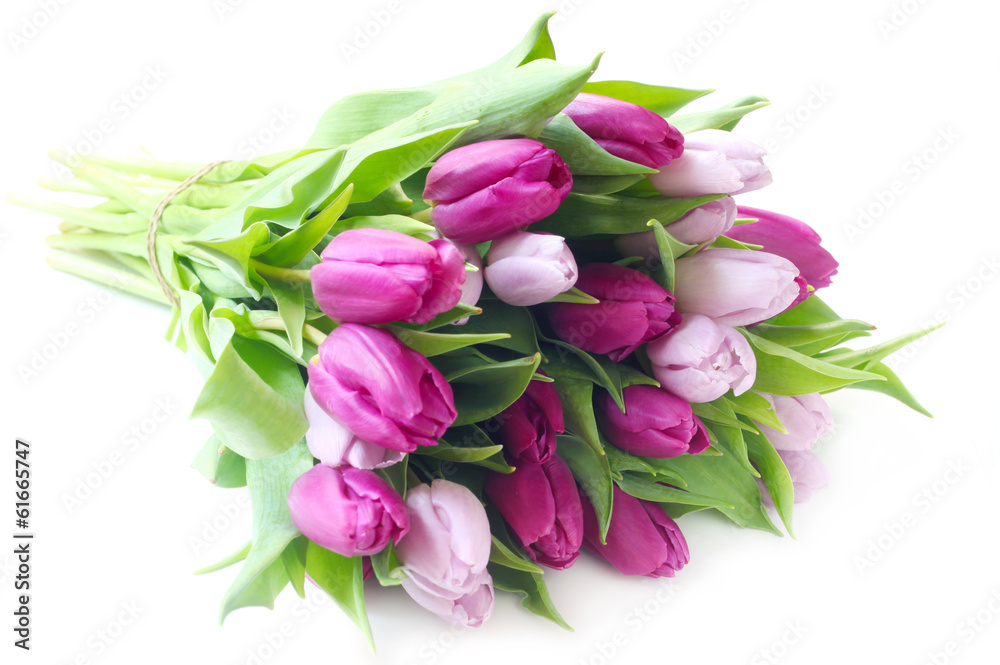 Tulips Tulips