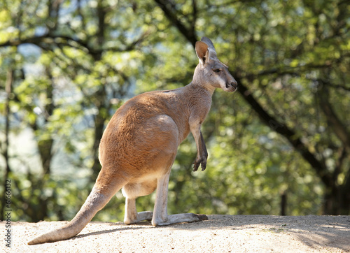 Red kangaroo