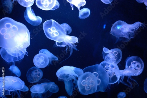 Fototapeta Naklejka Na Ścianę i Meble -  blue jellyfish 