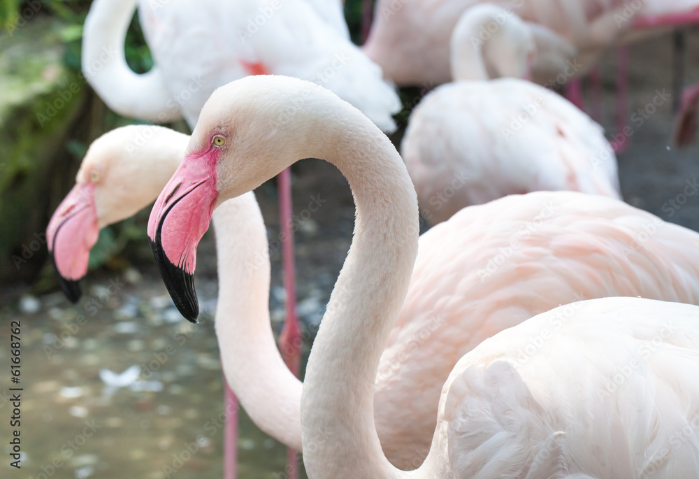 Naklejka premium Pink and White flamingo bird