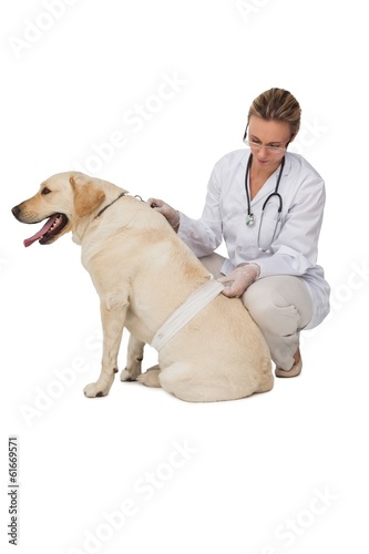 Pretty vet bandaging yellow labrador dog
