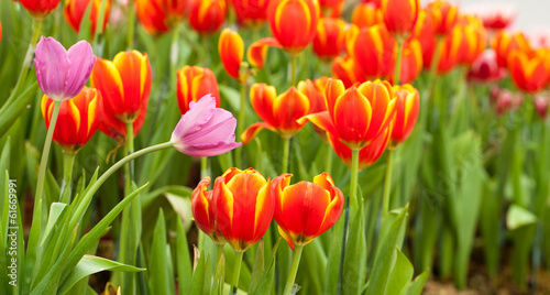 Pink and red tulips