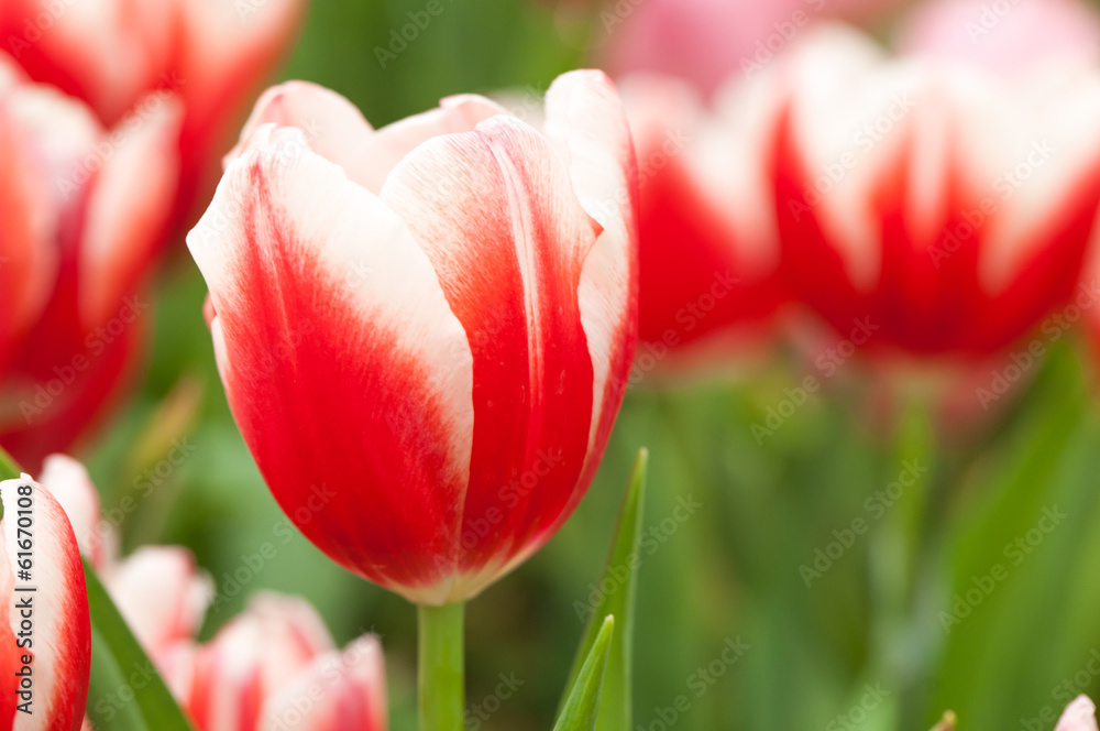 Fototapeta premium Red tulips