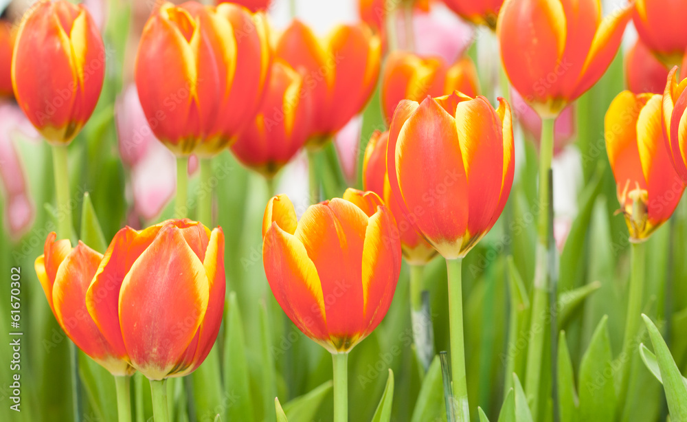 Obraz premium Red, yellow tulips
