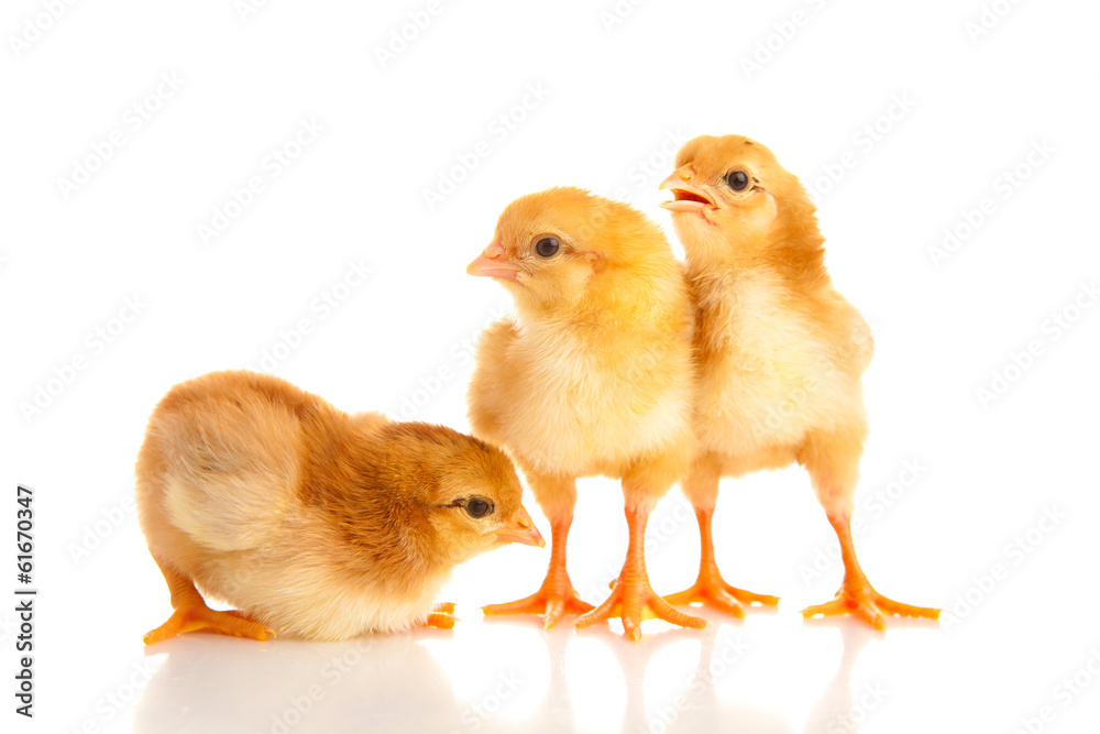 Fototapeta premium little chicken, isolated