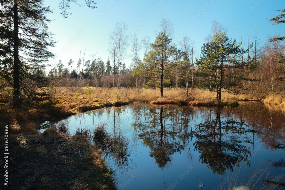 Fototapeta premium Birkensee (birch lake) in Schönbuch forest / Germany