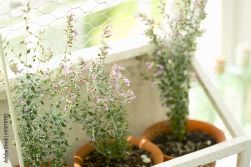 Cat thyme decorated by a window in bathroom