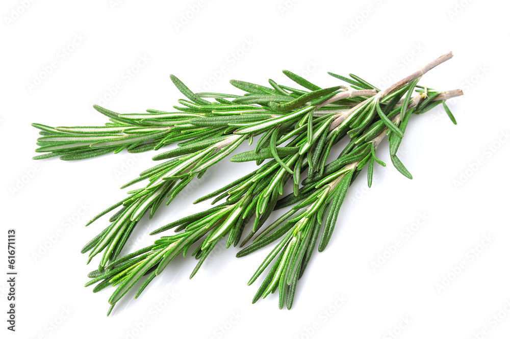 Fototapeta premium Rosemary