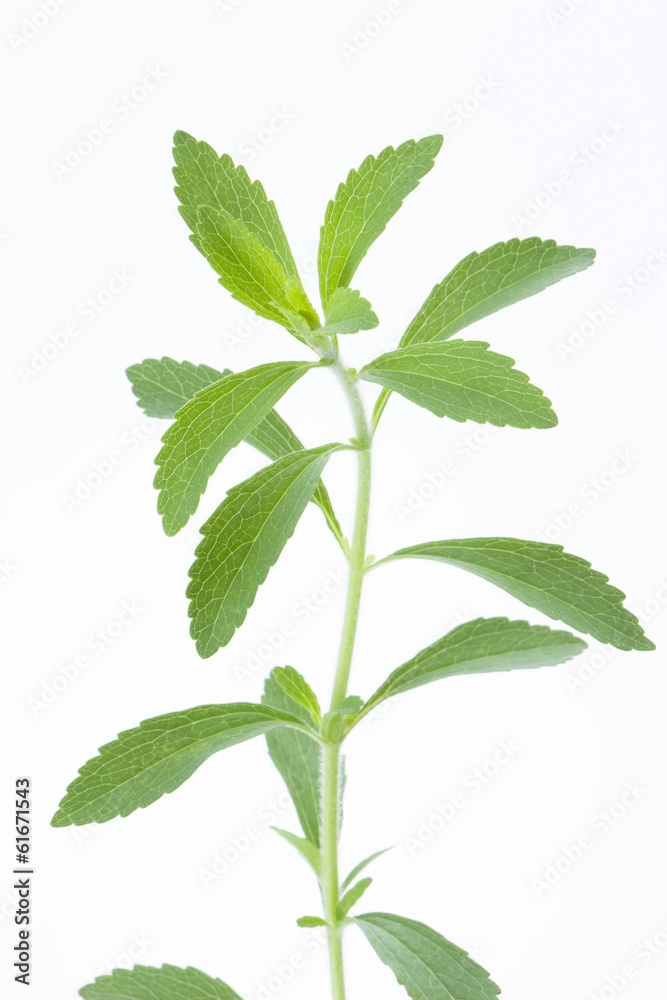 Stevia Stevia