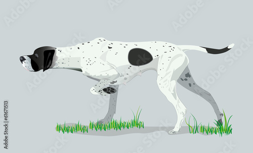 White dog