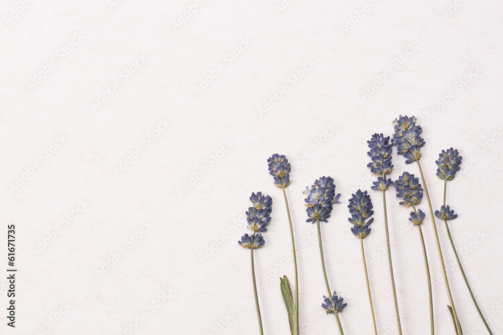 Fototapeta premium Pressed flower of lavender