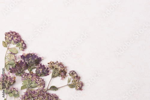Pressed flower of oregano