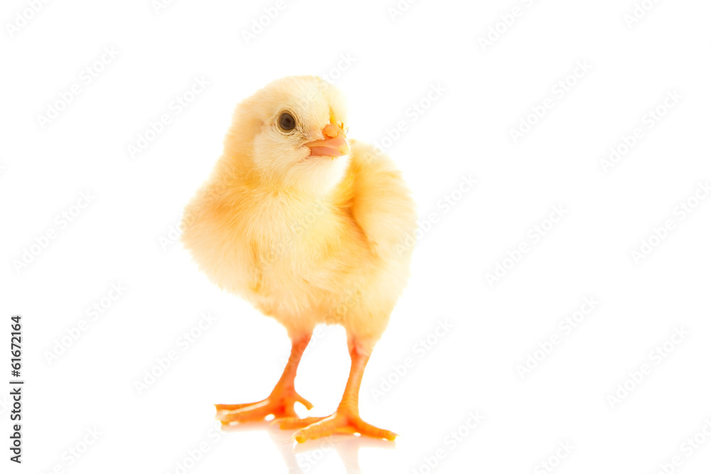 Fototapeta premium little chicken, isolated