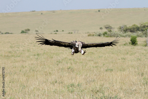 A African White-backed Vulture on flight