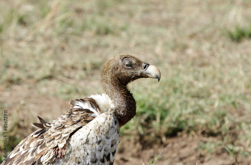 Close view of a scavenger Close view of a scavenger