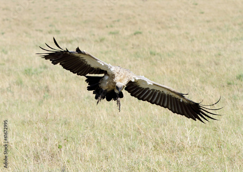 African White-backed Vulture with wide spread wings © Dr Ajay Kumar Singh