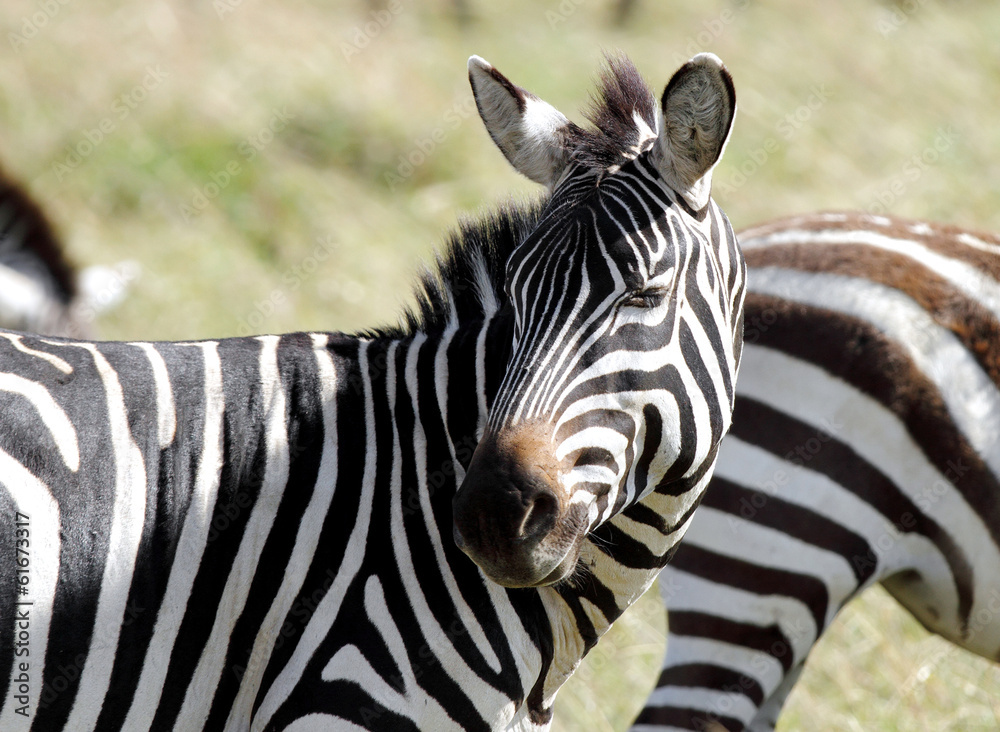 Naklejka premium A young zebra turning its head