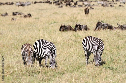 Zebras and wildebeests grazing